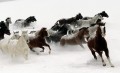 雪の上で馬を走らせる